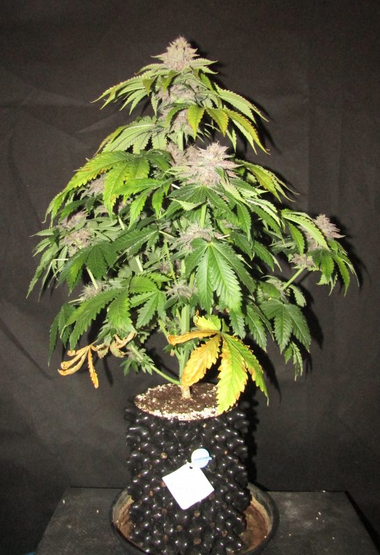 purple nuggets 3L day 54.JPG