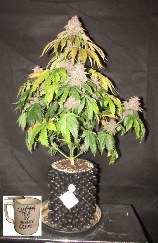 purple nuggets 3L day 65.JPG