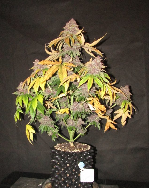 purple nuggets 3L day 81.JPG