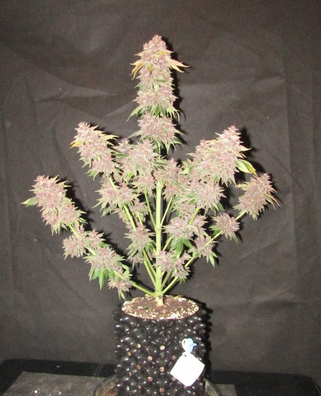 purple nuggets 3L trim day 81.JPG