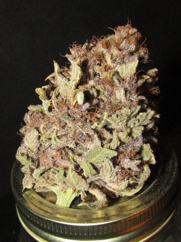 purple nuggets bud.JPG