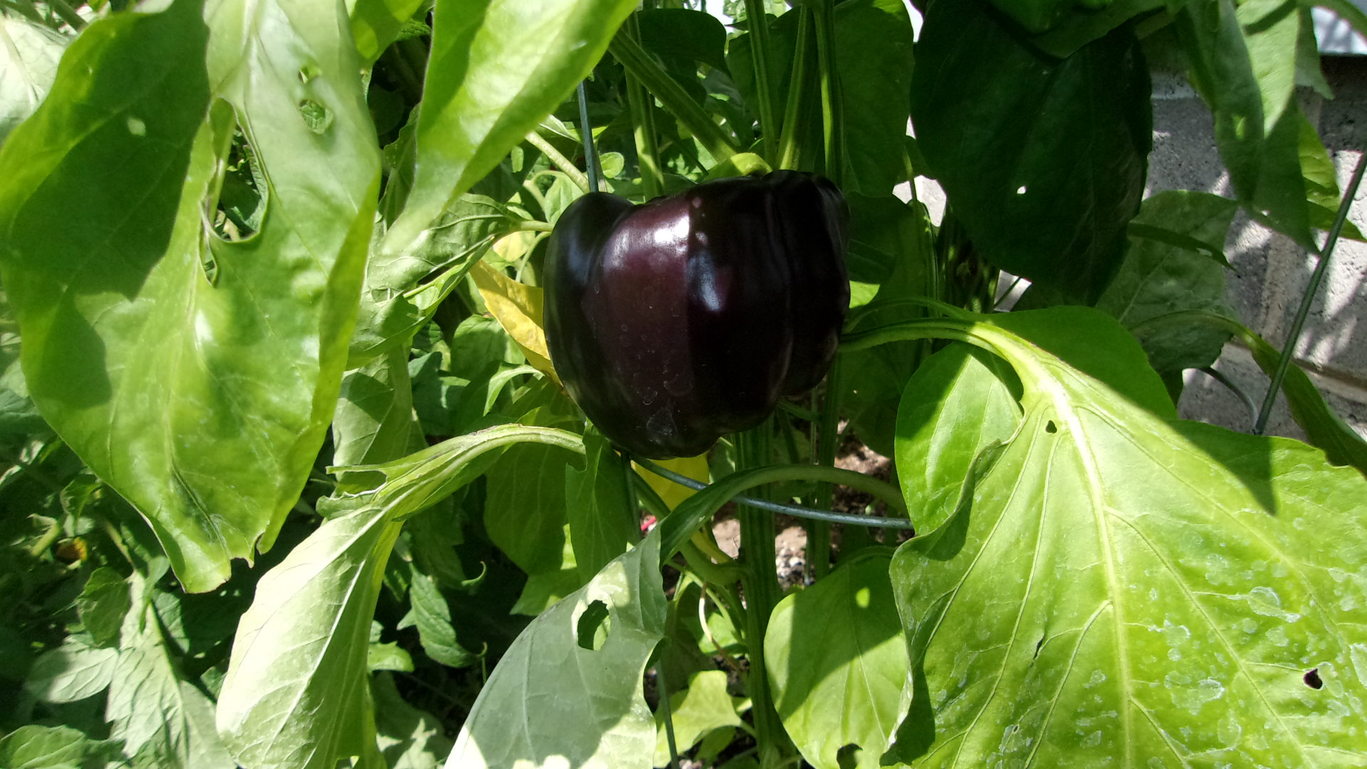 Purple Pepper.JPG