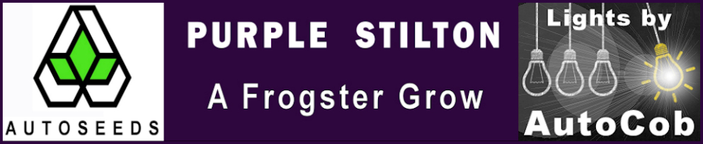 Purple Stilton Cob Logo.jpg