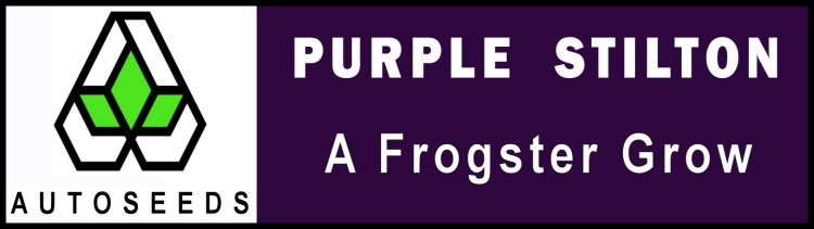 Purple Stilton Logo.jpg