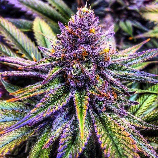 purple-weed-3.jpg