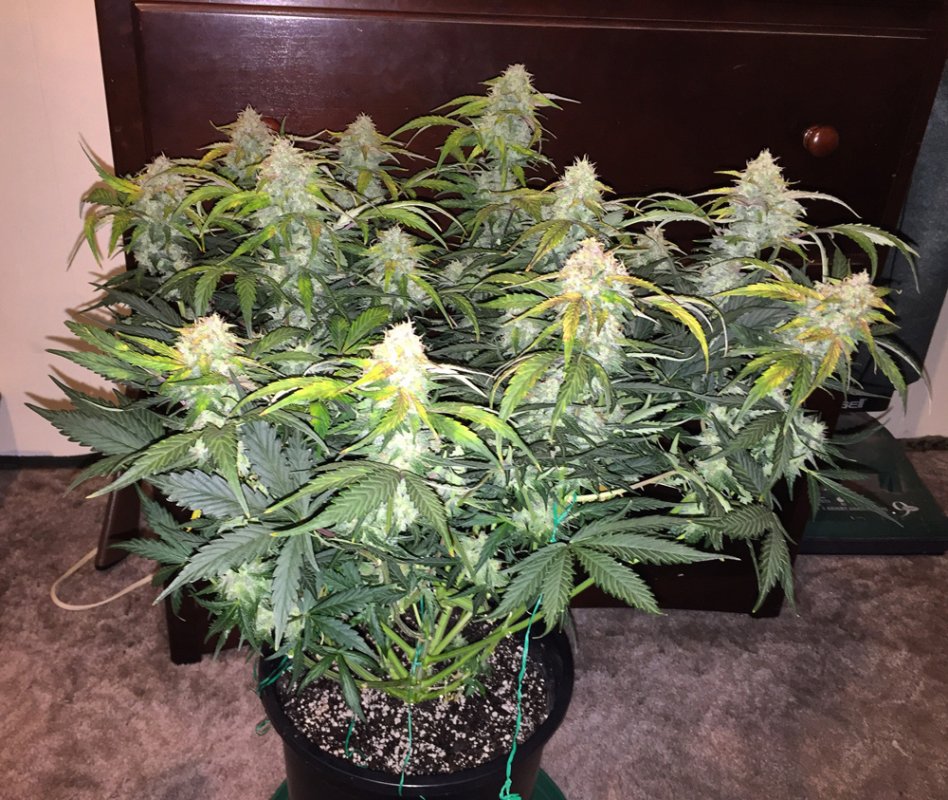 pyramid-seeds-auto-white-widow.jpg