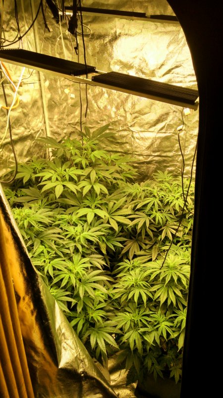 QB tent all plants pic1 -5-21-2017.jpg