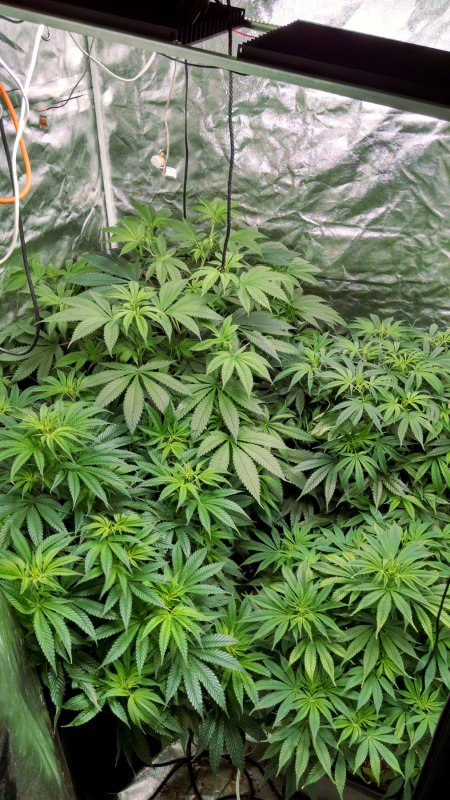 QB tent all plants pic1 -5-24-2017.jpg