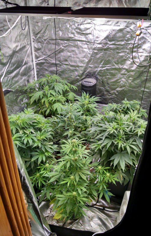 QB tent all plants pic1 -5-5-2017.jpg