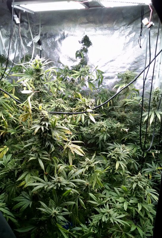 QB Tent all plants pic1 -7-10-2017.jpg