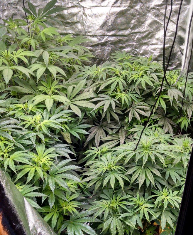 QB tent all plants pic2 -5-21-2017.jpg