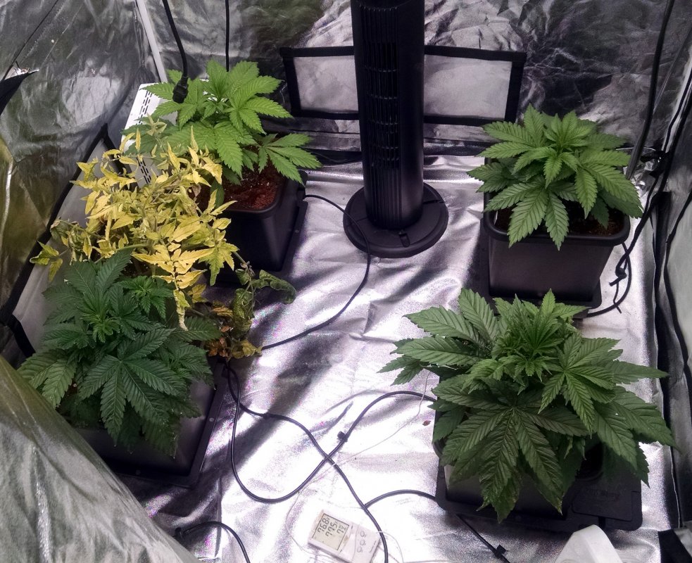 QB test all plants pic1 -4-22-2017.jpg