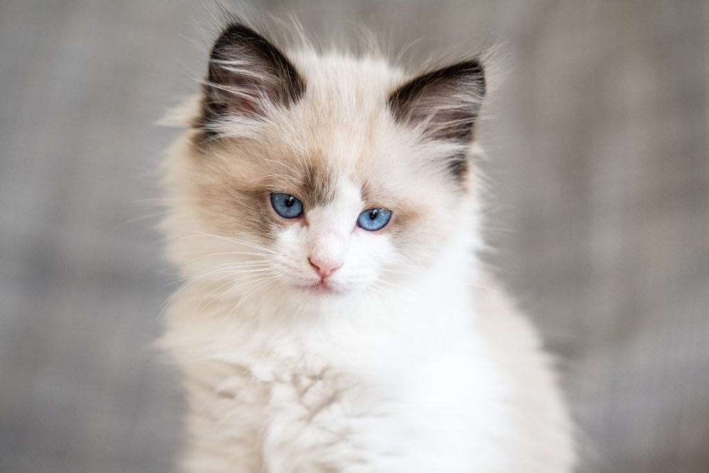 Ragdoll-Kitten-1024x683.jpg