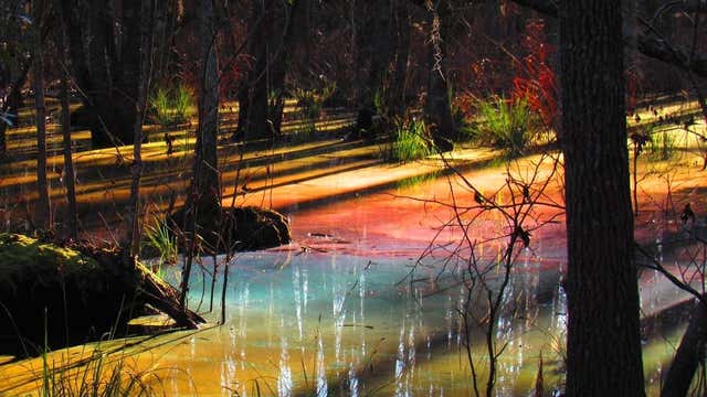 rainbowpool-congaree-0330-rtmnn.jpg