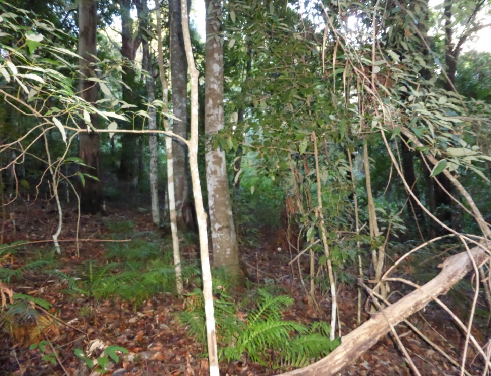 rainforest gully.jpg