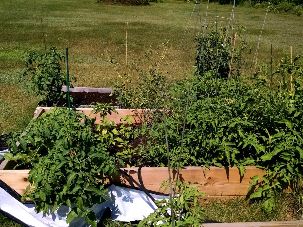 raised bed 1 -7-11-2016.jpg