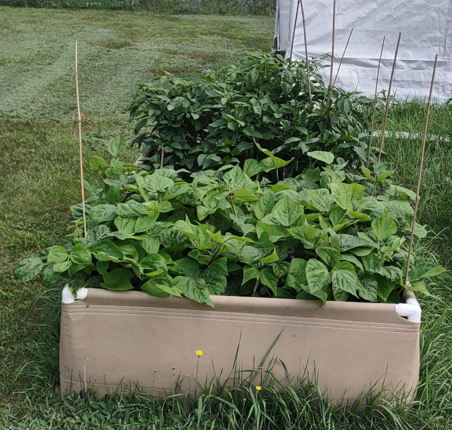 raised bed-1.jpg