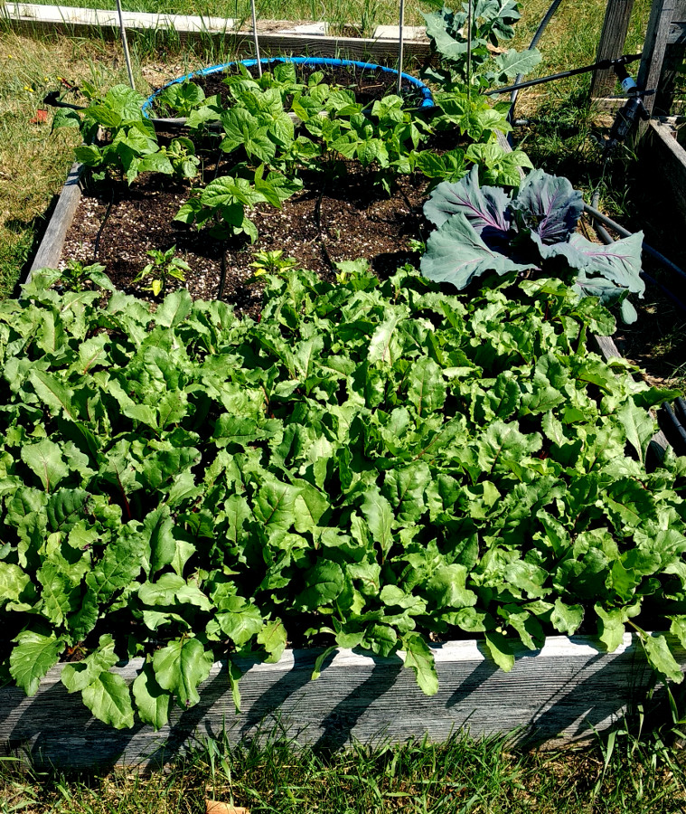 Raised bed-1pic1.jpg