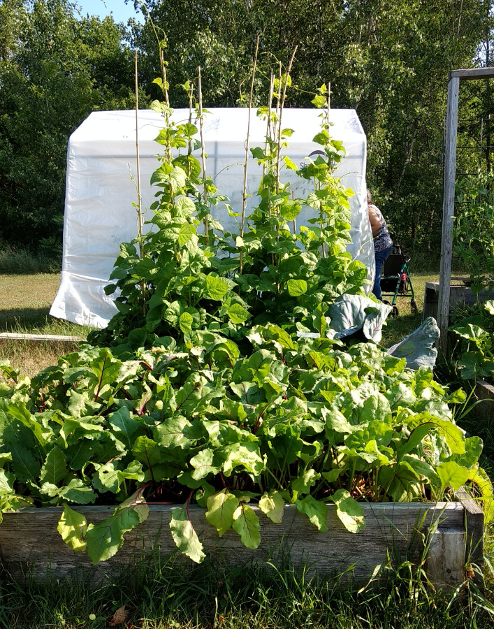 Raised bed pic1.jpg