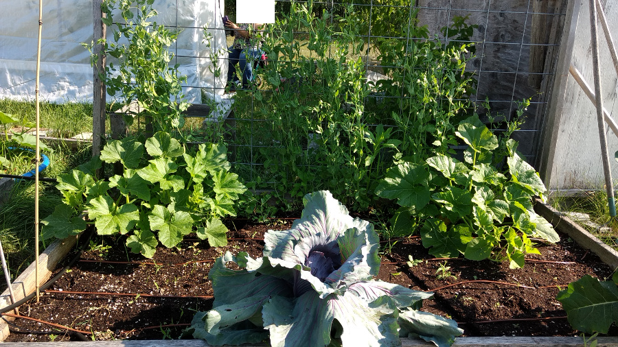 Raised bed2 pic1.jpg