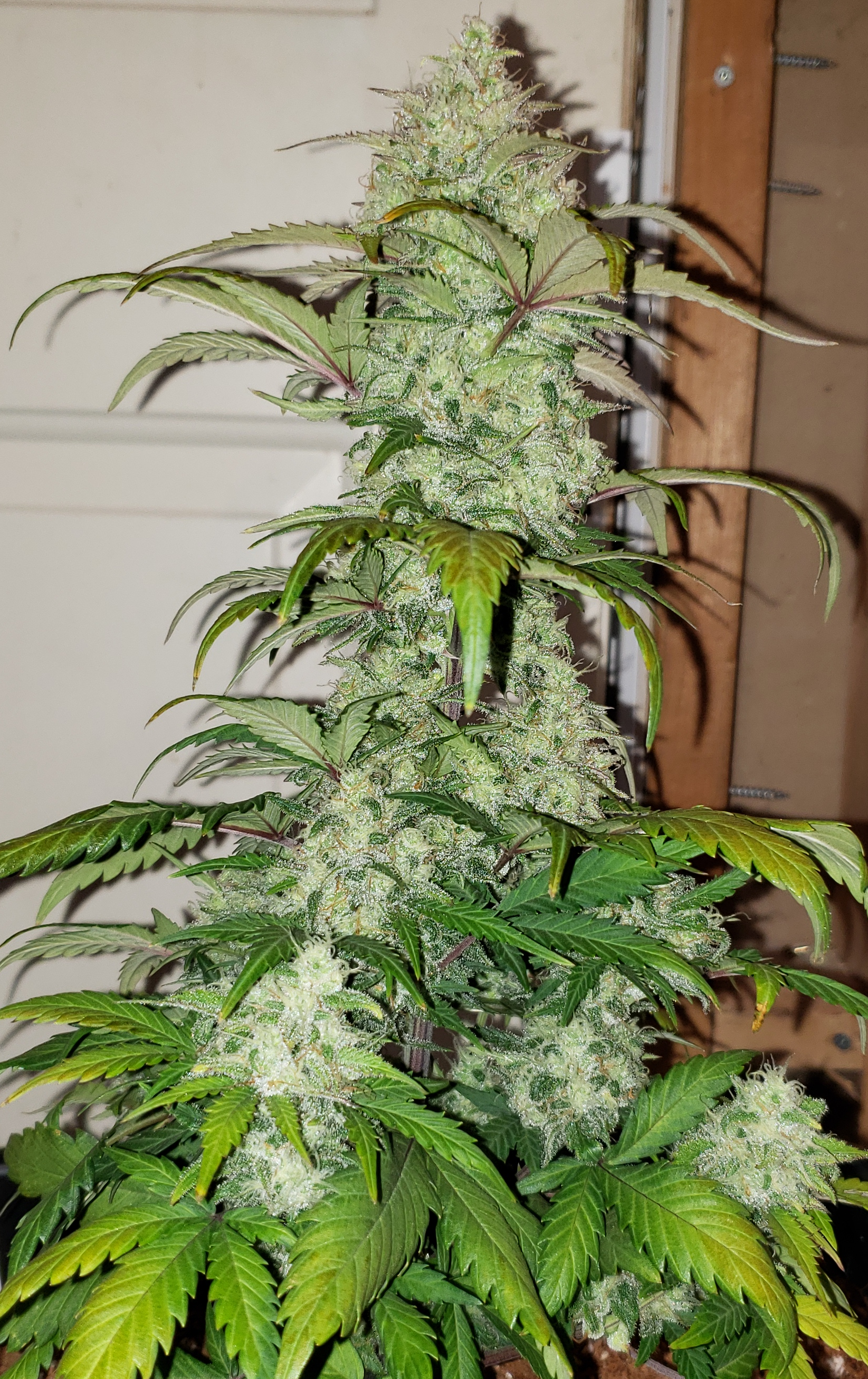 RedRussian pheno2.png