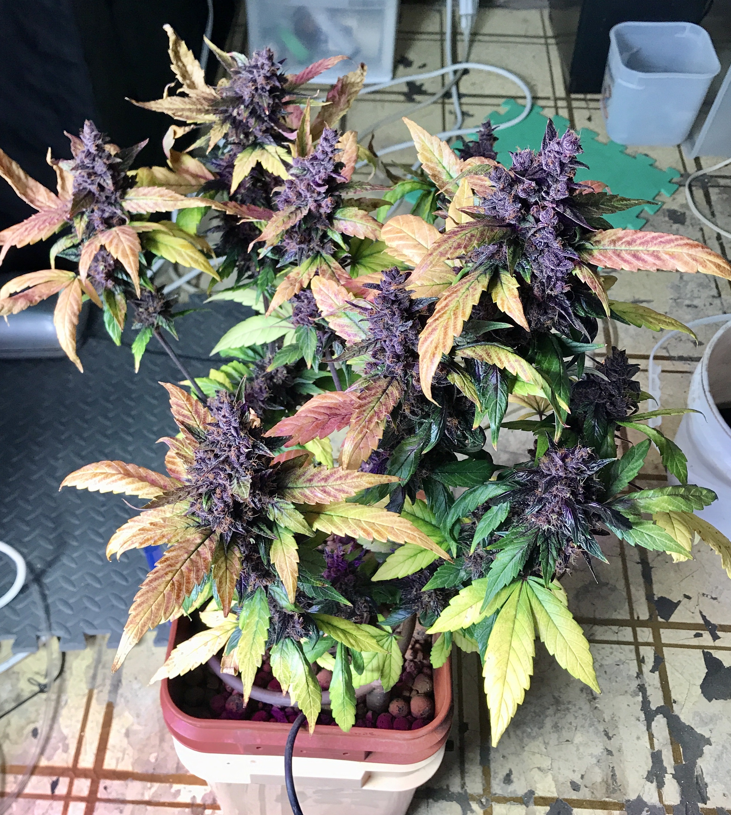 rivetgirl purple punch.jpg