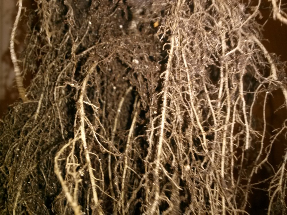 root-close-jpg.566867