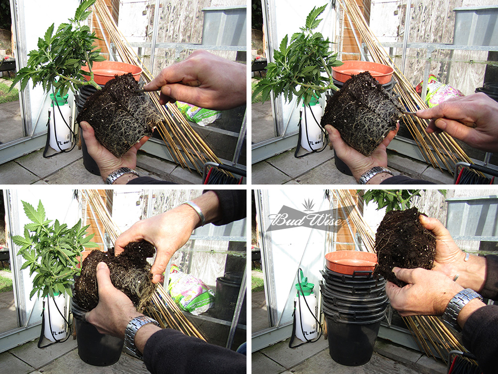 Root-pruning-comp.jpg