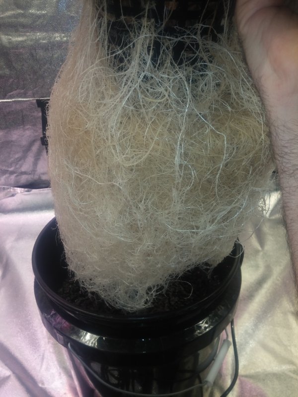 Root_day54.jpg