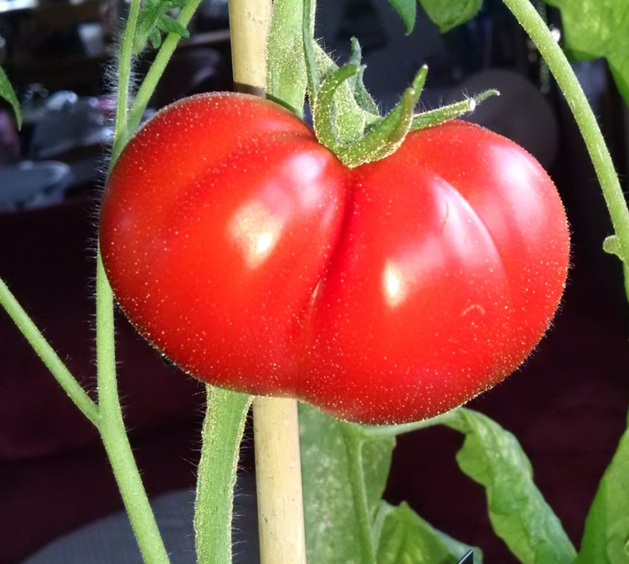 Rootball Tomato.jpg