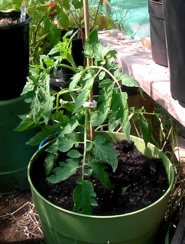 rootball tomato plant 2.jpg