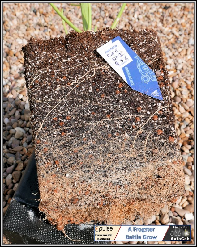 Roots GSC Plant 1.jpg