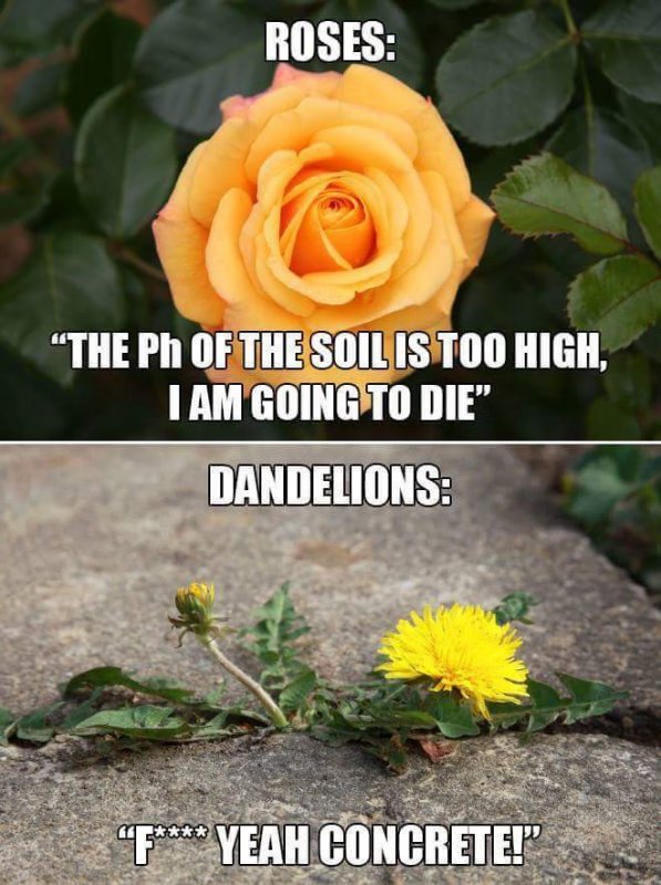 roses-fussy-soil-ph-too-high-dandelions-love-concrete.jpg