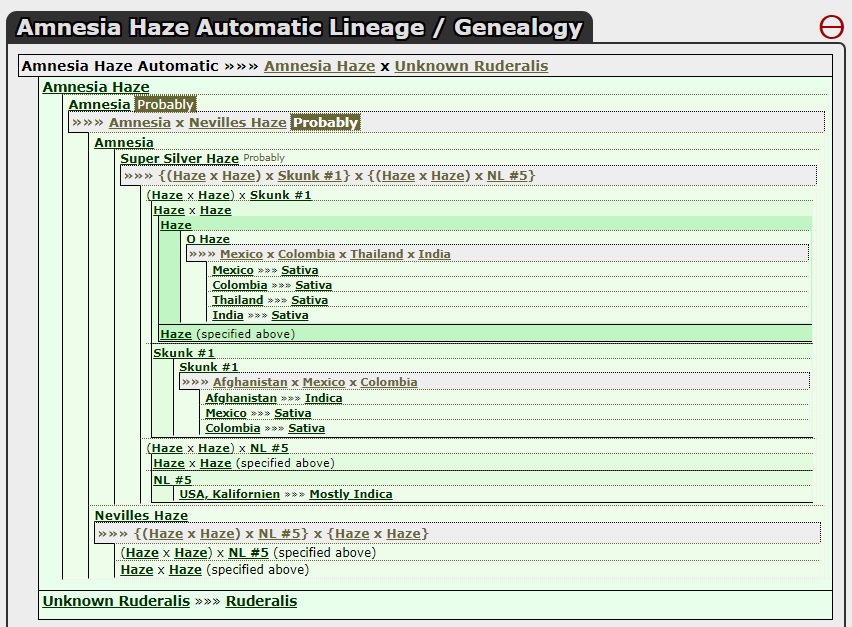 RQS Amnesia Auto Linage.jpg