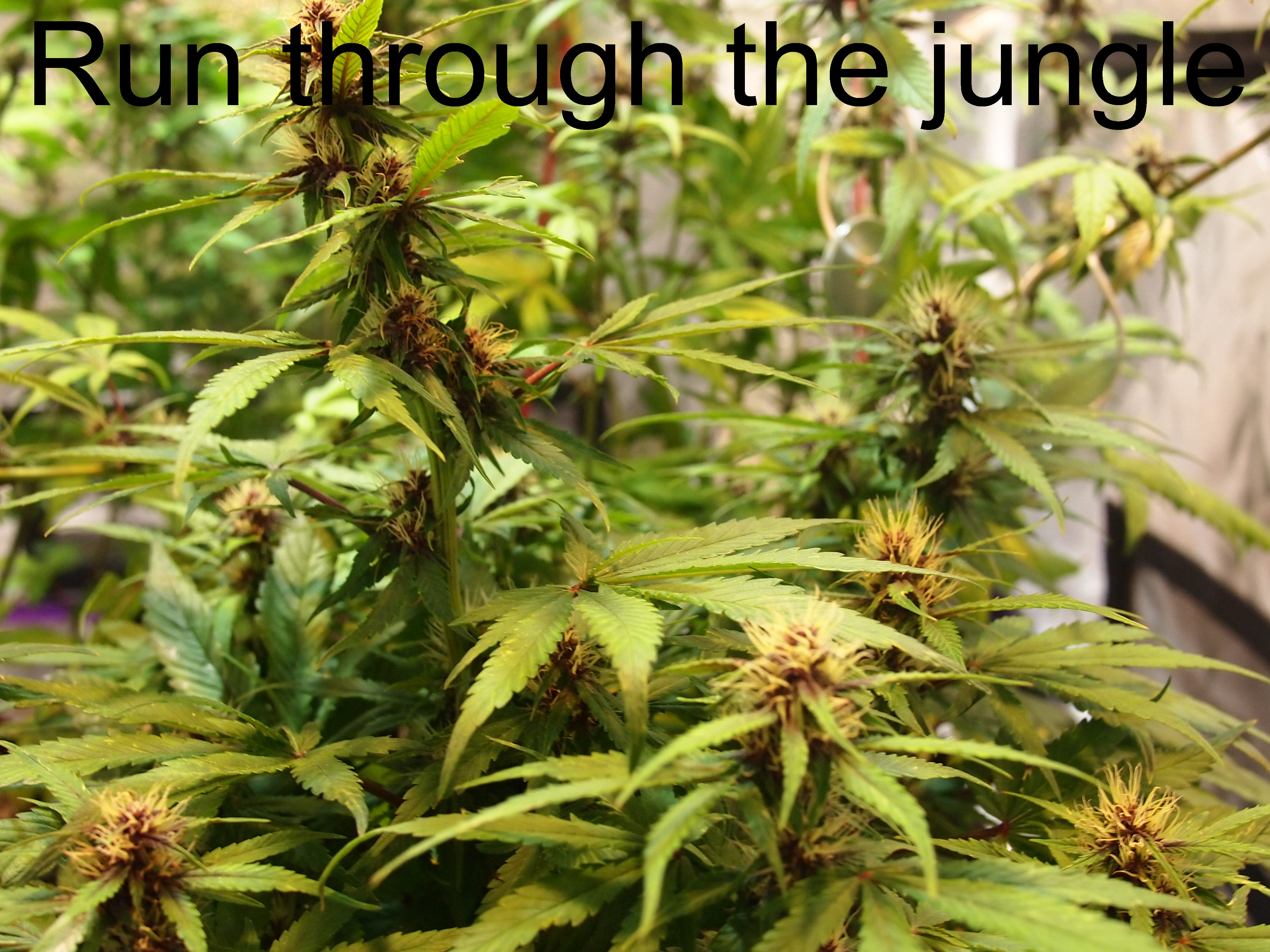 Run through the jungle.jpg