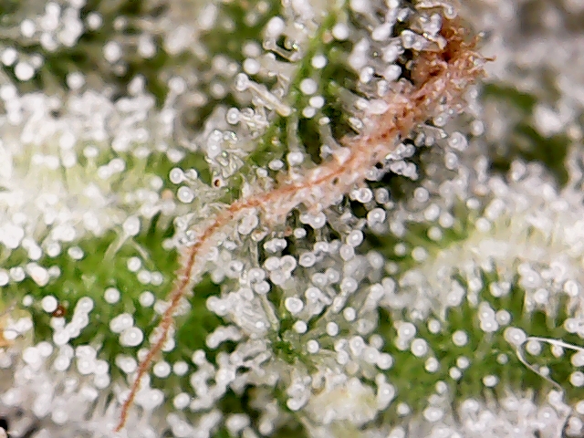 S20171024_0001 sour diesel auto #1.jpg