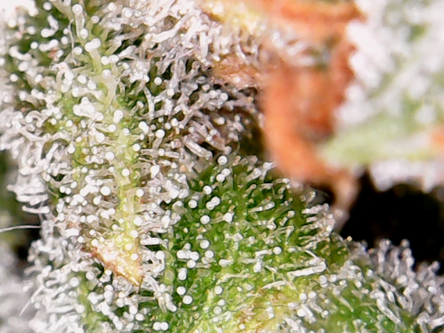 S20171024_0007 white widow auto #2.jpg