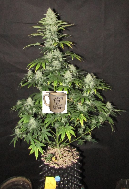 samsquanch og 6L day 64.JPG