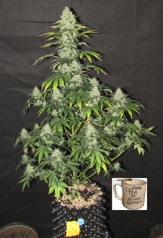 samsquanch og 6L day 69.JPG