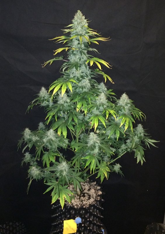 samsquanch og 6L day 74.JPG