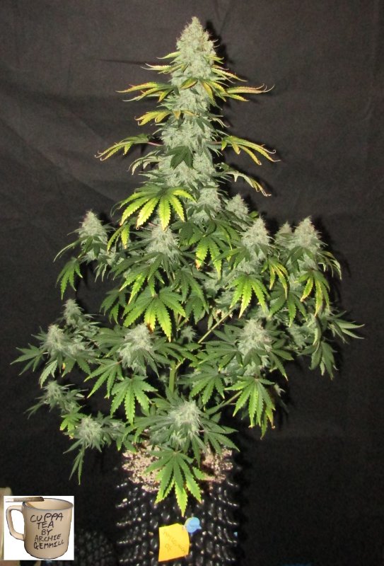 samsquanch og 6L day 76.JPG