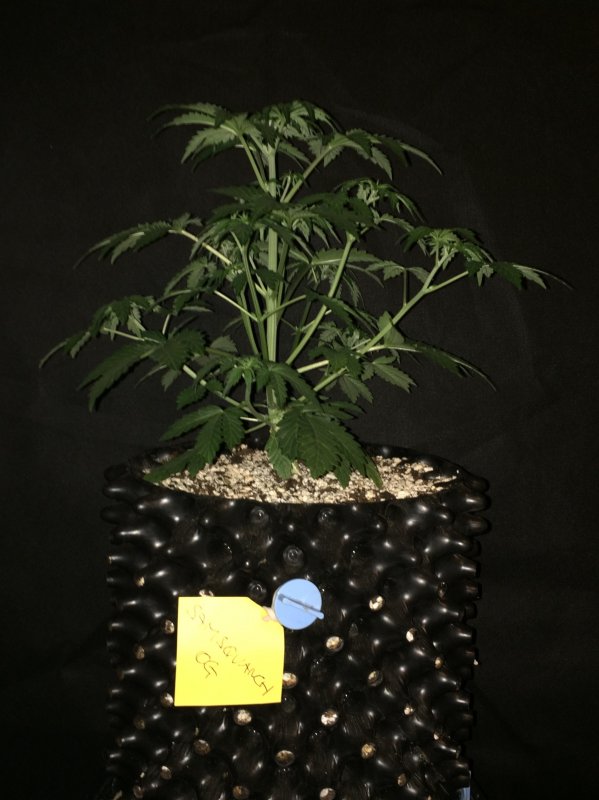 samsquanch OG day 21.JPG