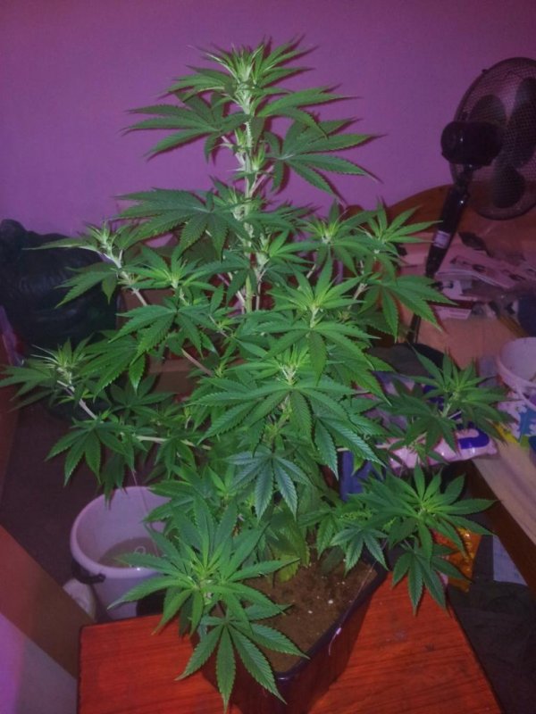 Scooby Snacks f1 Keeper Pheno (2).JPG