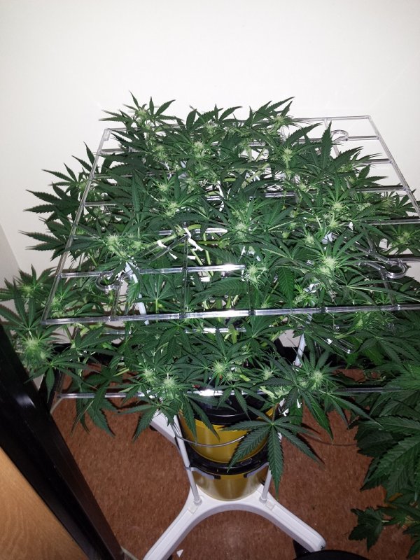 scrog.jpg