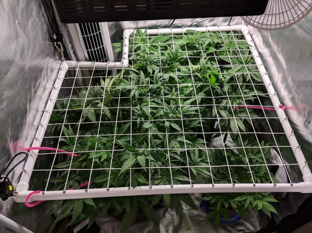 scrog.jpg