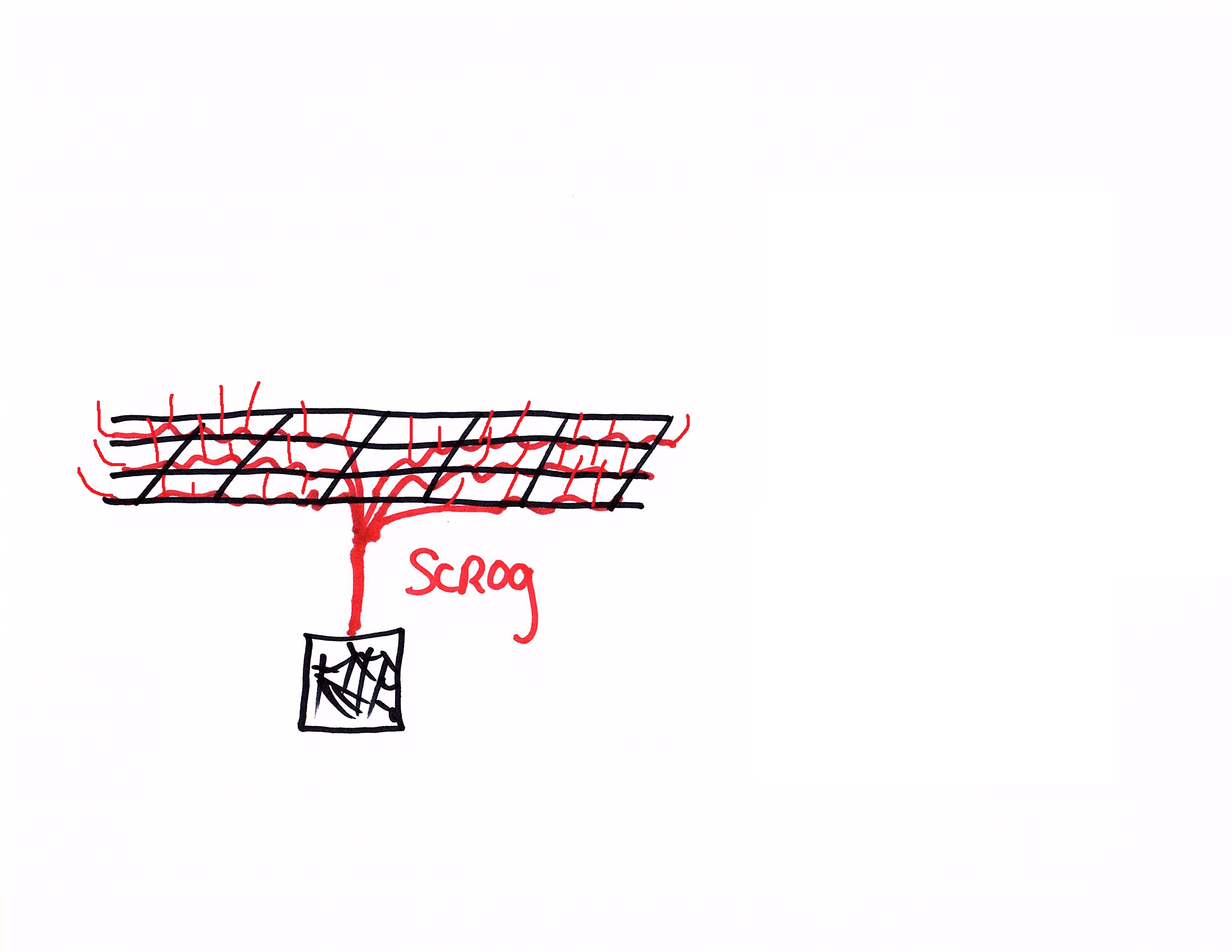 scrog vs support.jpg