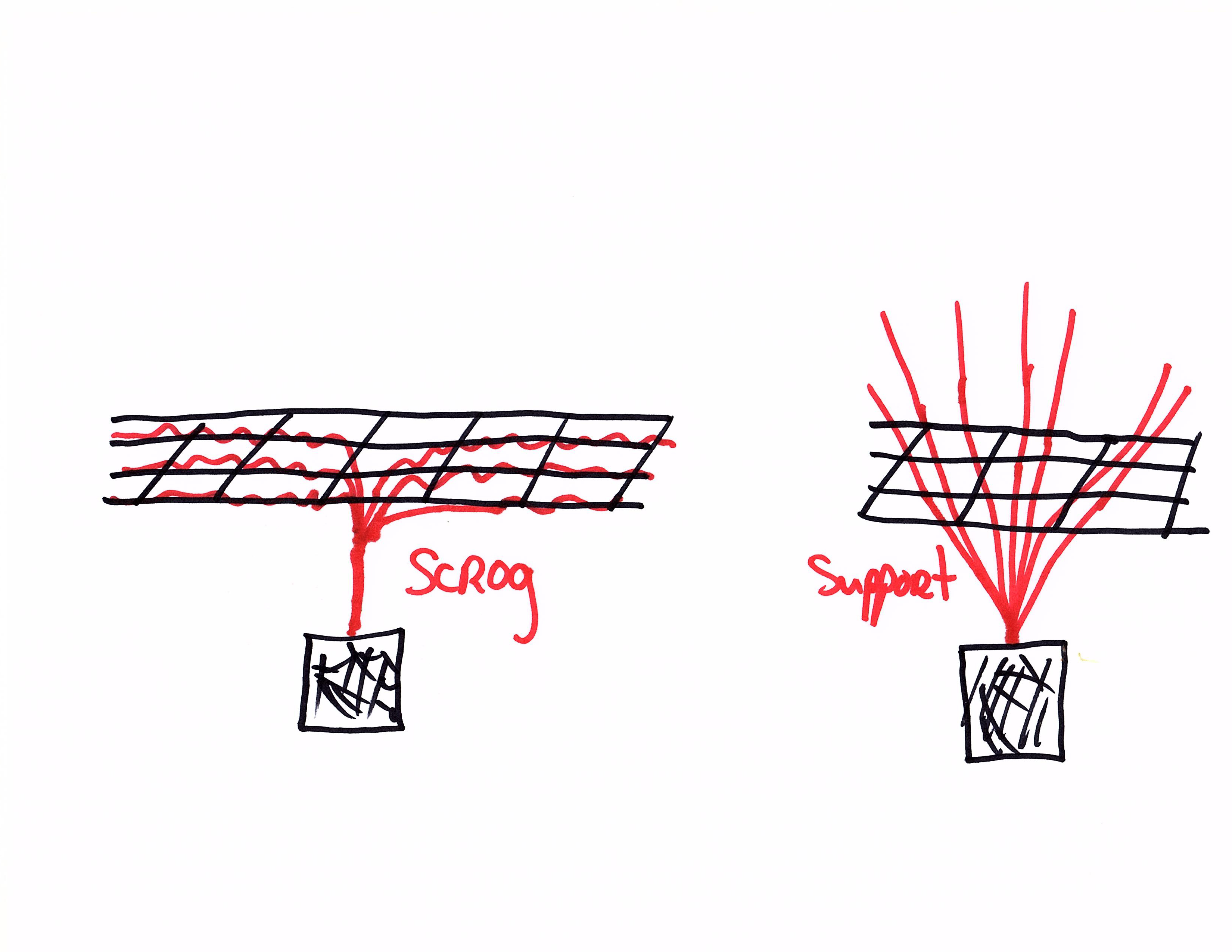 scrog vs support.jpg