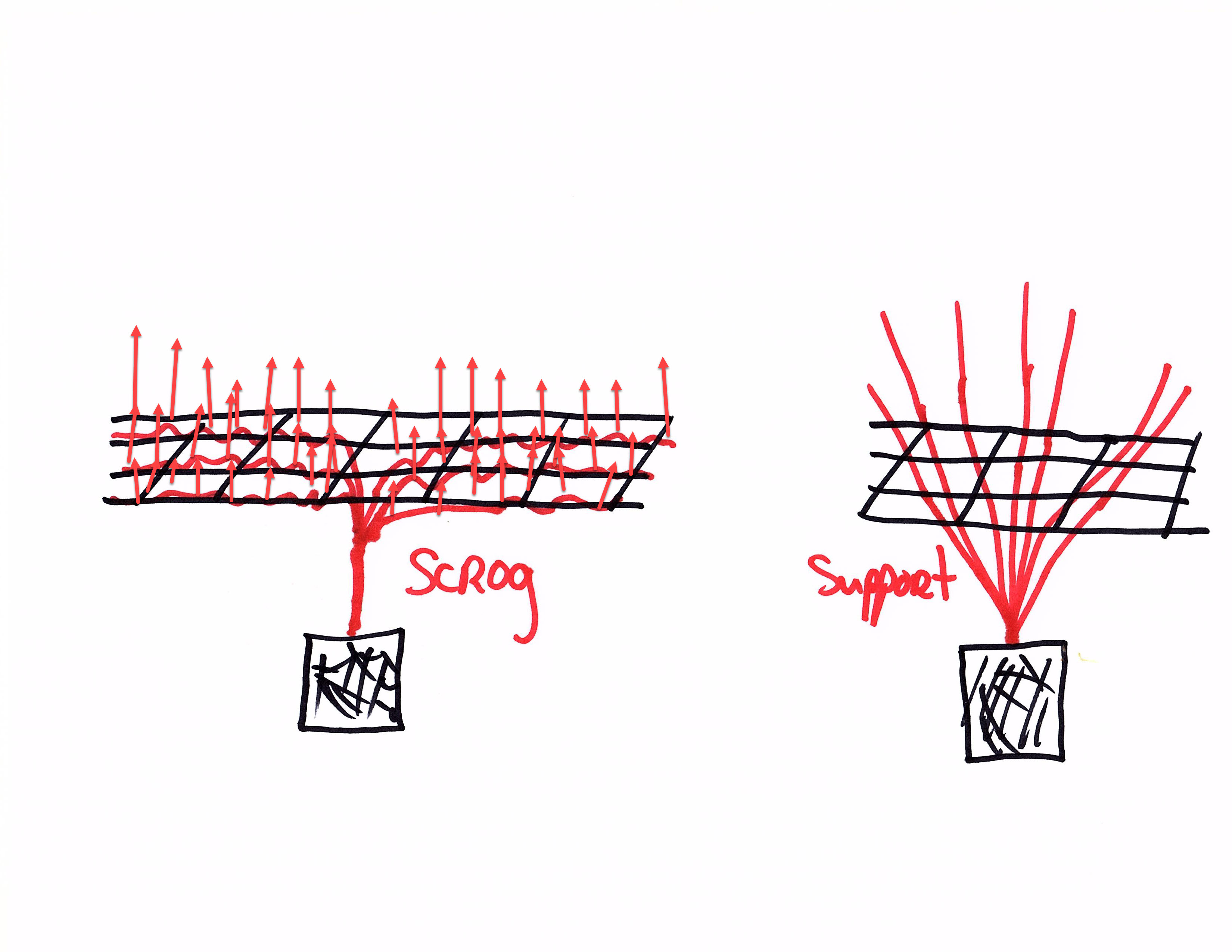 scrog vs support.jpg