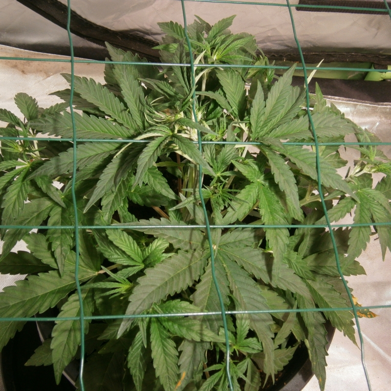 ScrOG1.JPG