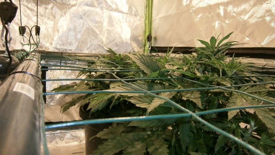 SCROG4.JPG